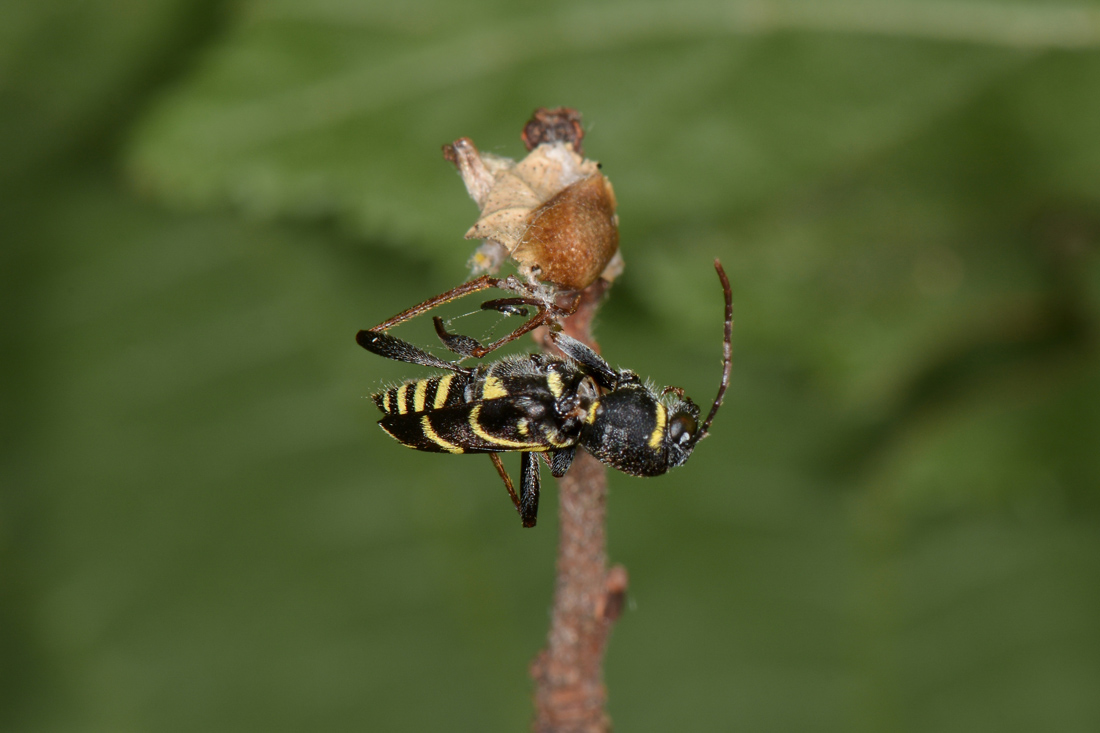 Cerambycidae: Xylotrechus antilope?  S !